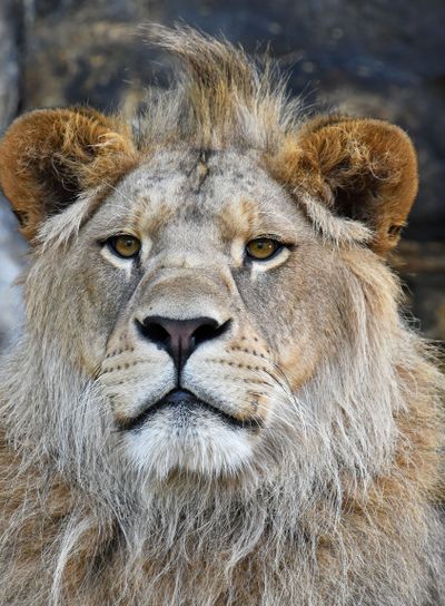 Close up portrait of young male African lion