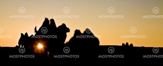 camel herd