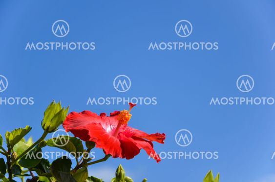 Blossom Hibiscus