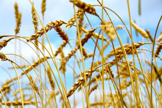 Grain field