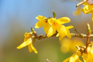 Flowers, nature and forsythia in season as plants in...