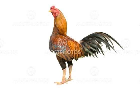 isolated rooster