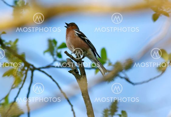 Fringilla_coelebs_01