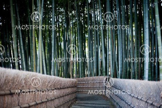 Bamboo forest walkway in Kyoto Japan