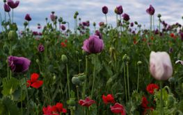 Purple colored opium poppy field weeded with red poppies