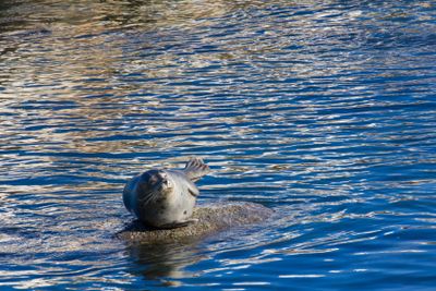 Harbor Seal on a Rock