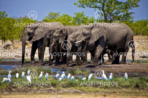 a group of elephants drinking water at etosha national park namibia