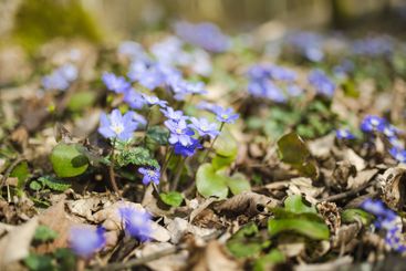 Blossoming hepatica flower in early spring in forest.