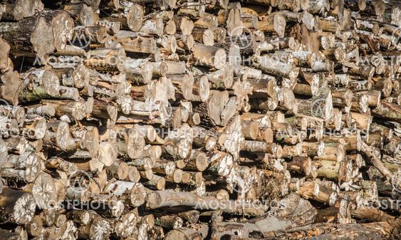 Pile of felled pine logs showing ends