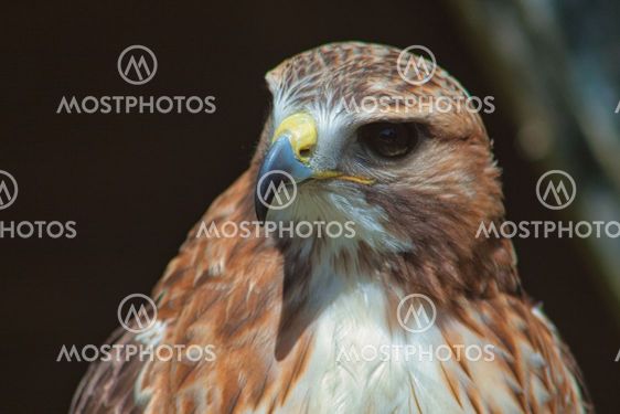 Ferruginous hawk (Buteo regalis)