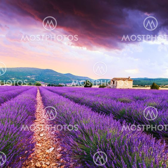 Lavender field summer sunset landscape