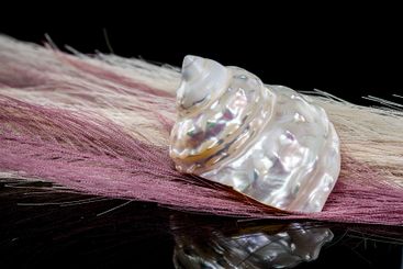 Delicate pearly Seashell on Soft Pink Feather Background