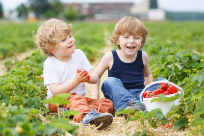 Two little sibling boys having fun on strawberry farm