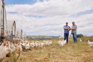 Farmer, father and son with chickens at poultry farm for...
