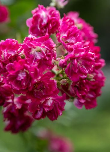 cluster of vibrant pink roses in full bloom.