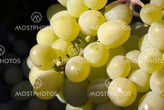 white grape