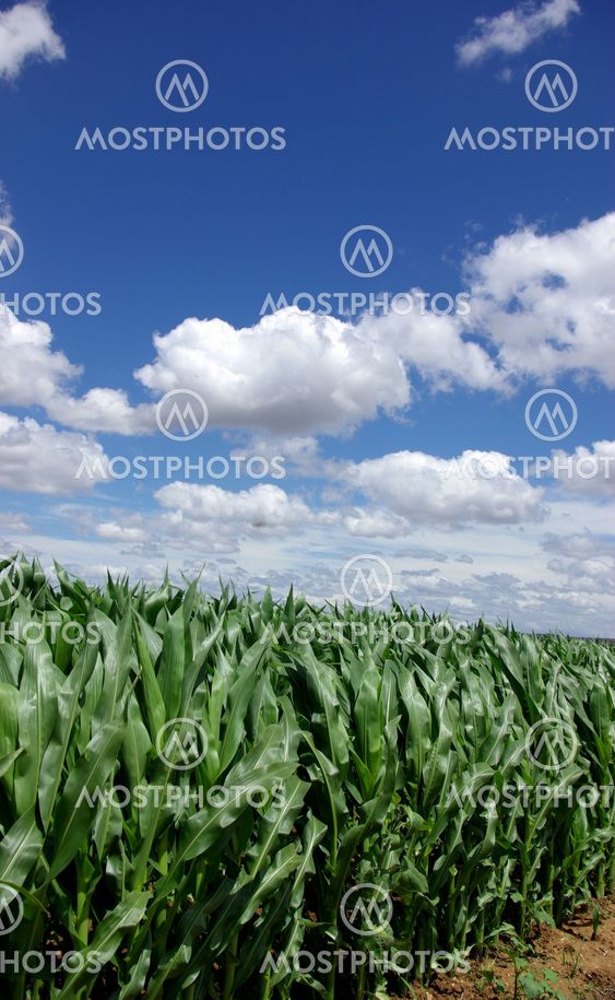field of green maize