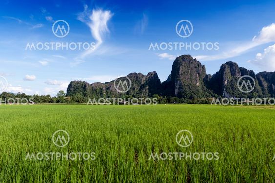 Green rice paddy field and limestone mountains in Vang Vieng, popular tourist resort town in Lao PDR.