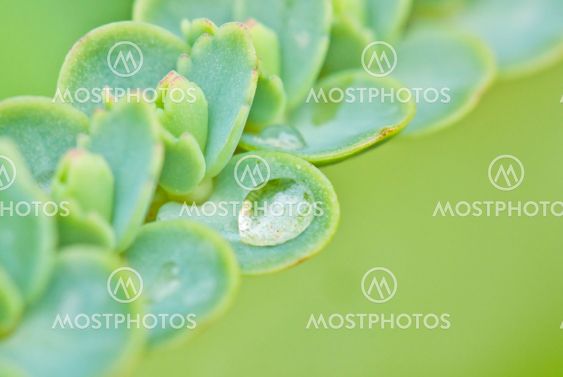 Close-up of a leaves sprouting on of a parent leaf of a lifeplant