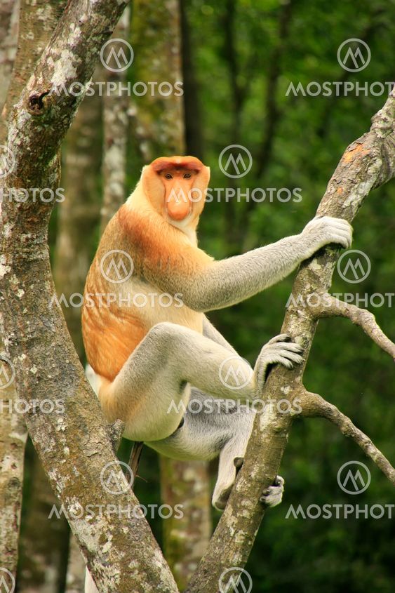 Proboscis monkey sitting on a tree, Borneo, Malaysia