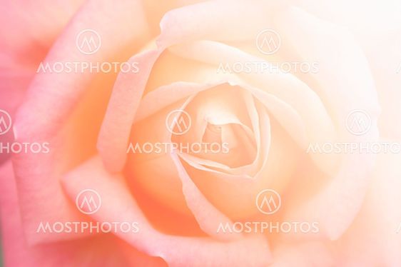 close up of rose