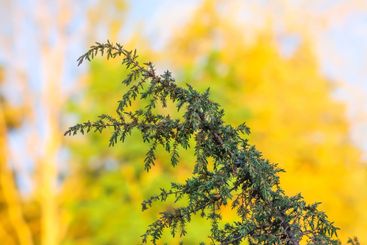 Juniper tree. Juniper branch with berries growing outside.