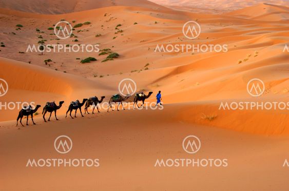 Camel caravan