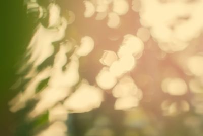 Summer Green Natural Light Bokeh Nature Background