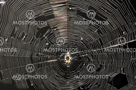 Cobweb