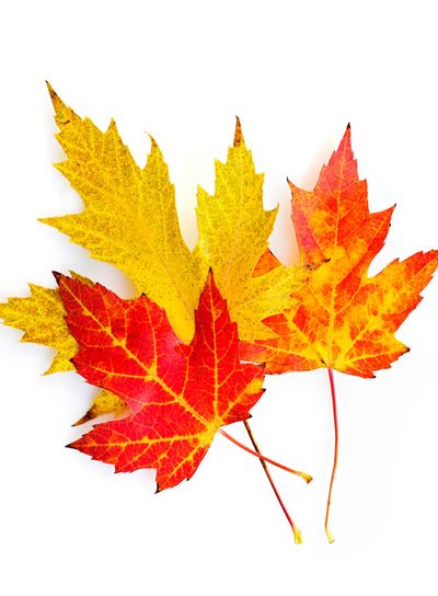 Fall maple leaves on white