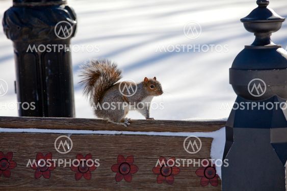 Squirrel in Center Park New York at winter time