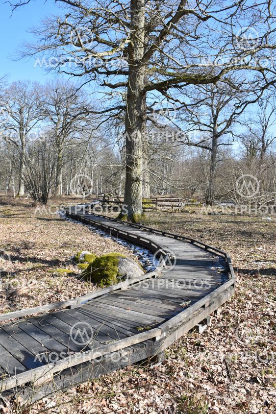 Stig genom naturreservatet Halltorps Hage på Öland