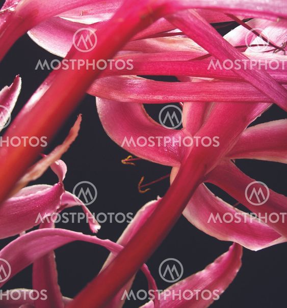 The Giant Spider Lily -4