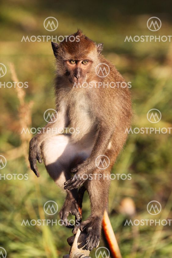 Macaque Monkey