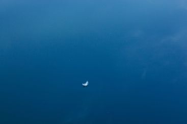 swan feather on the water with blue sky reflection