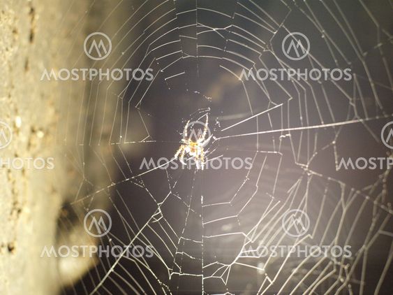 A spiderweb / Ein Spinnennetz
