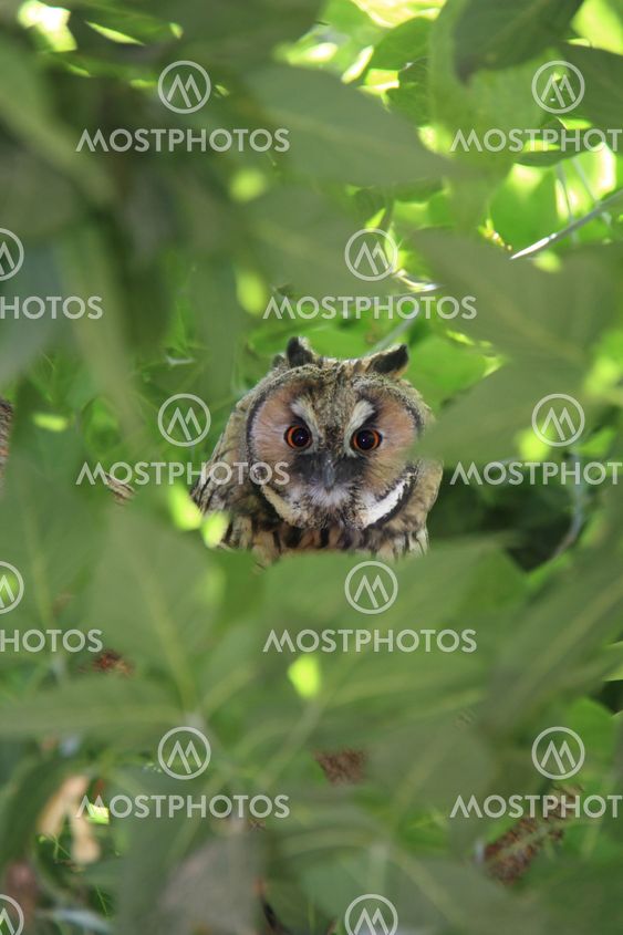 owl on green tree