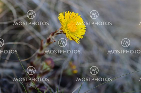 Tussilago