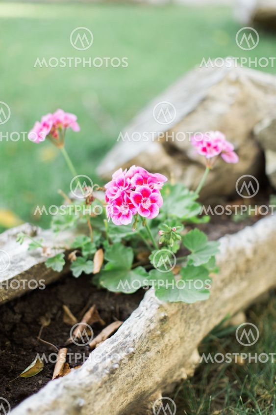 Outdoor Summer Or Spring Fr By Evgheni Lachi Mostphotos