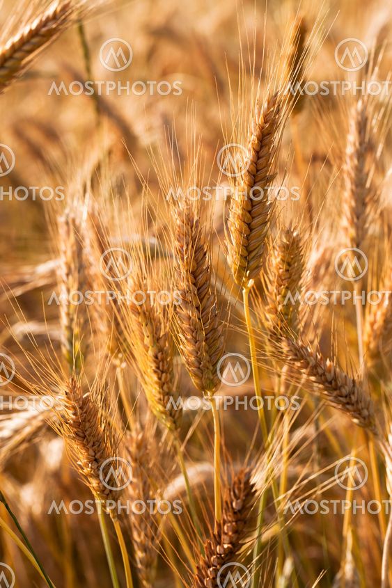 ripened cereals