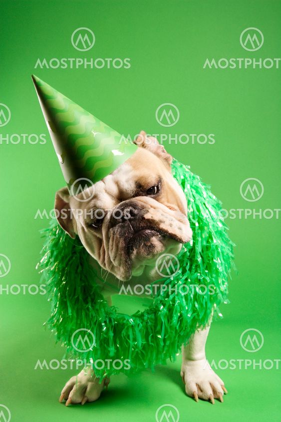 Bulldog in party hat.