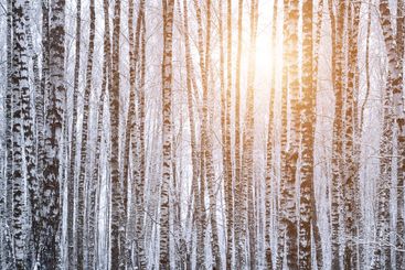 Birch grove after a snowfall on a winter. Sunlight...