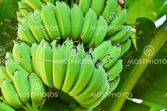 Banana tree with a bunch of bananas