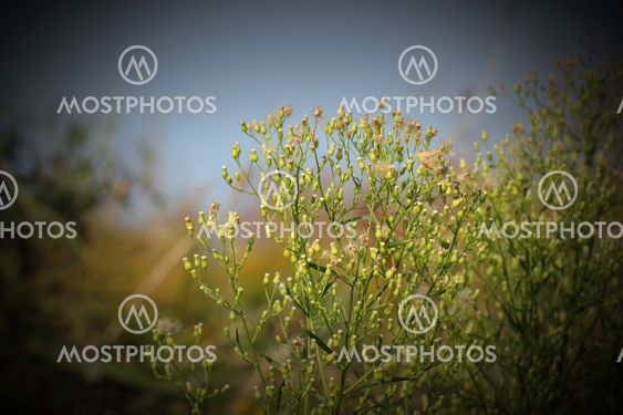 Canadian Horseweed