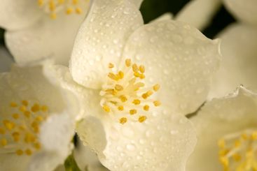 wet white jasmine flowers in the spring season