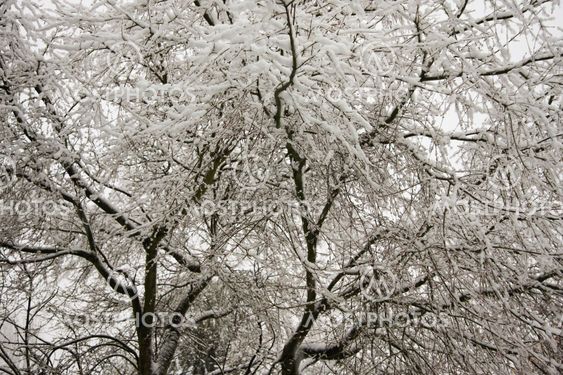 Snow filled tree