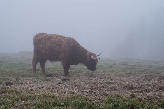 Highland bull