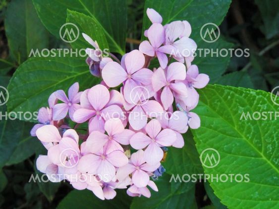 Pink hydrangea