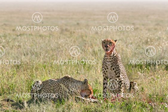 Cheetah (Acinonyx jubatus)