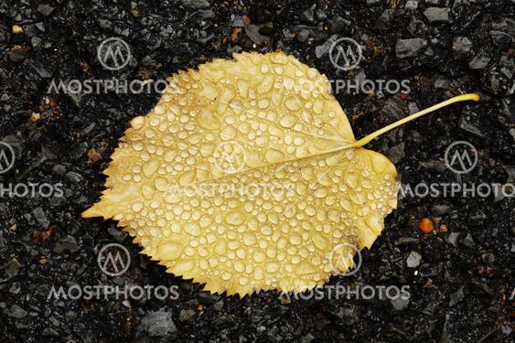 leaf with drops
